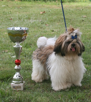 D'altan Khan - Meilleur puppy, exposition de Biganos