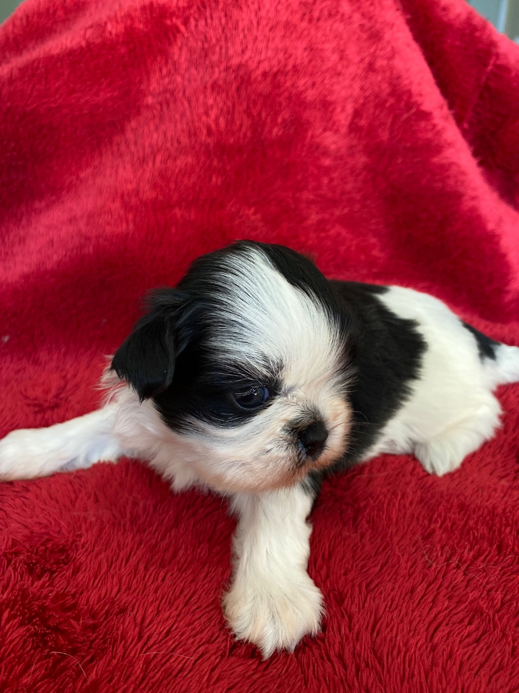 D'altan Khan - Chiots disponibles - Shih Tzu