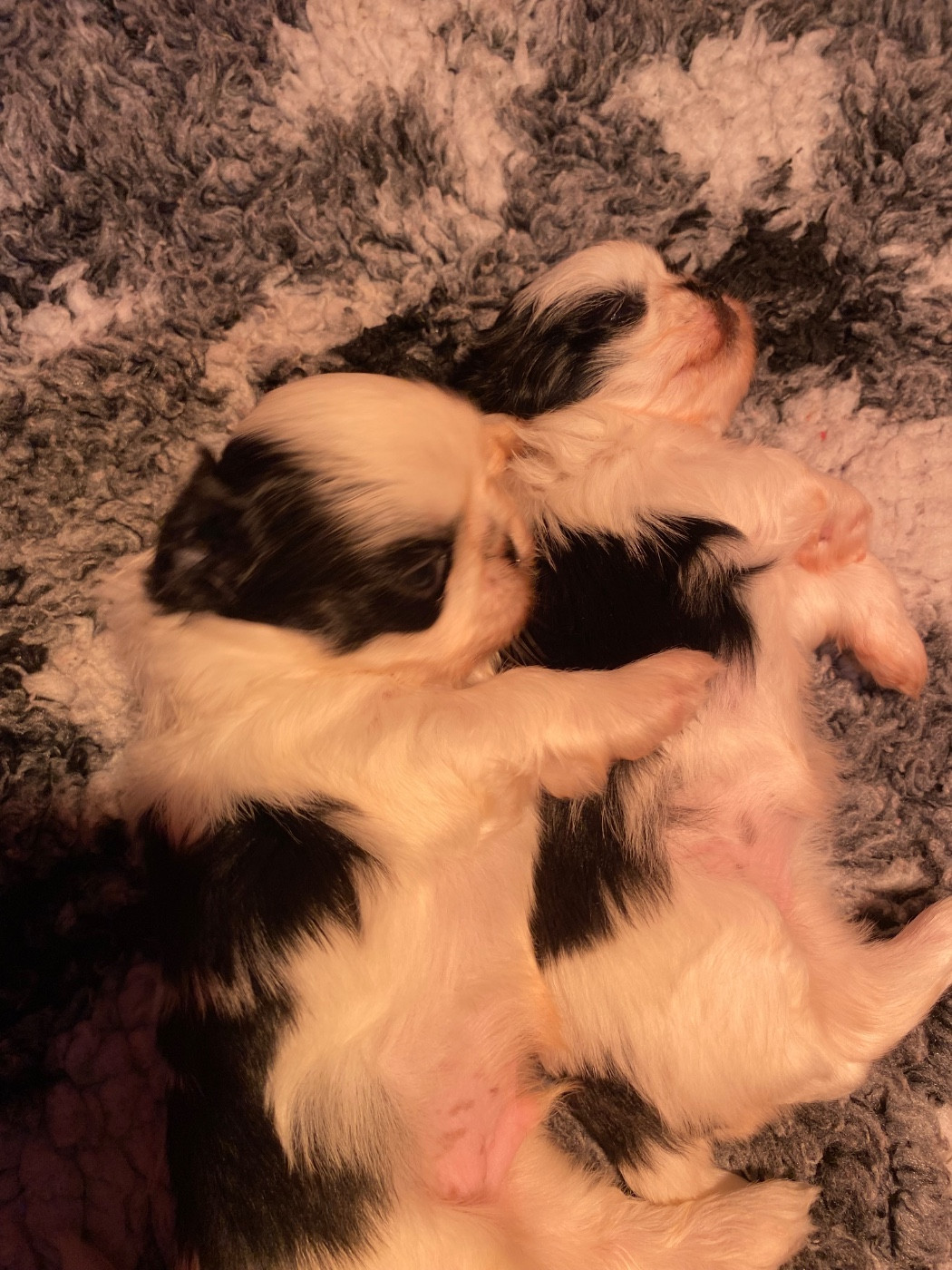 Chiot Shih Tzu D'altan Khan